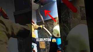 Download lagu Ular piton di atas plafon rumah 😱 mp3