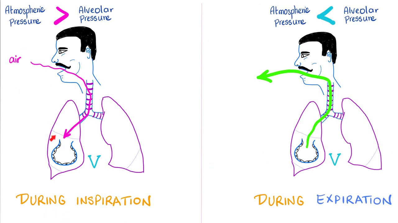 Ventilation, Compliance & Lung Pressures | Respiratory Physiology | Pulmonology