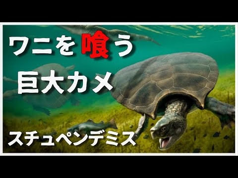 ワニガメについて詳しく解説