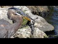 Heron Eats Gator Baby Gator Mom Confronts Heron