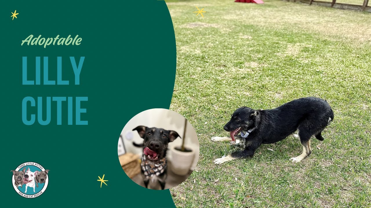 Enlarge Lilly Cutie Patootie, a Adoptable mixed breed in Eagan, MN video 6/6