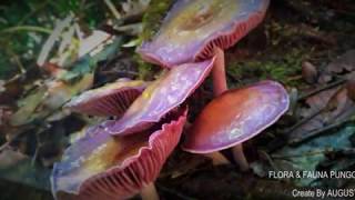 preview picture of video 'Keindahan Kalimantan #Flora & Fauna Punggualas'