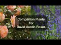 Companion Plants for David Austin Roses