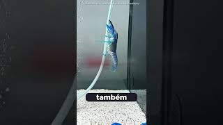 LAGOSTA E SEUS FILHOTES