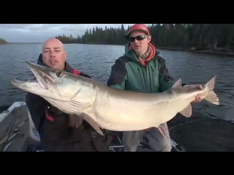 Monster 54 inch Musky - Uncut Angling - Nov. 1, 2011