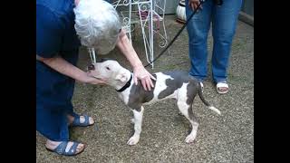 Video preview image #1 Mutt Puppy For Sale in Germanton, TN, USA