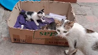 可愛いすぎる子猫 Part 10 || 芸能界ニュース