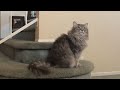 Catnip And Cats