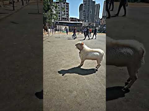 garam Phantom bakra🫎