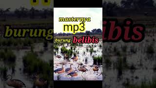 Download lagu Razanya suara burung belibis rawa mp3