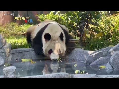 VOA - KEBUN BINATANG SAN DIEGO AWALI BABAK BARU DIPLOMASI PANDA TIONGKOK