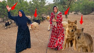 Download lagu Bazegasht's Bloody Revenge on the Wolves: Farideh's Hard Fight to Save the Wolves 🐺💔🔥 mp3