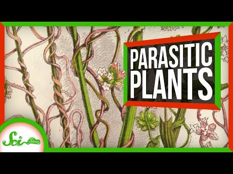 Asztrid paraziták