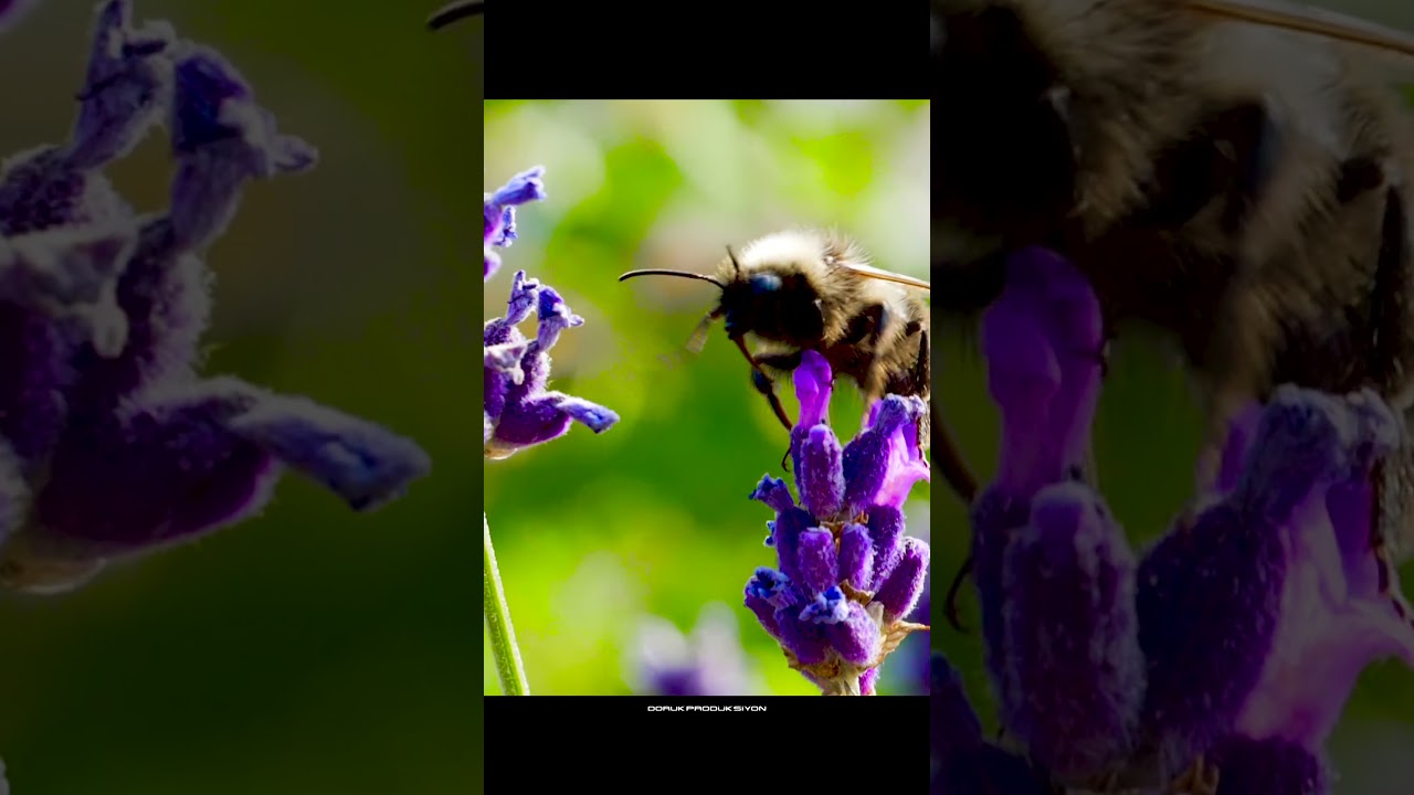 KIYIKÖY LAVANTA BAHÇESİ