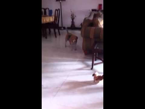 Rushil and cookie scared!!