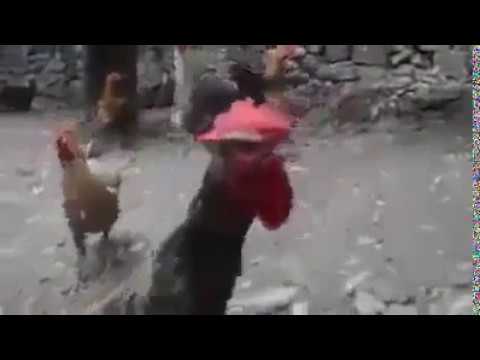 Roaster Long Crowing Compilation Plus