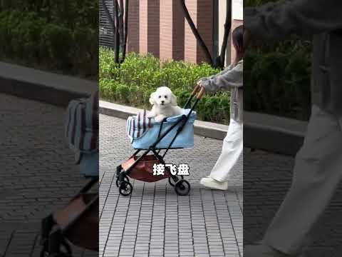 下班了逗会儿狗 #老板和员工的日常 #老板