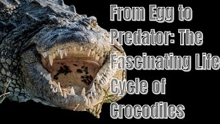 The Life Cycle of Crocodiles! #crocodile #crocodiles #aligators