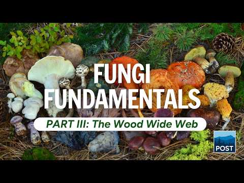 Fungi Fundamentals Part III: The Wood Wide Web (Online Event)