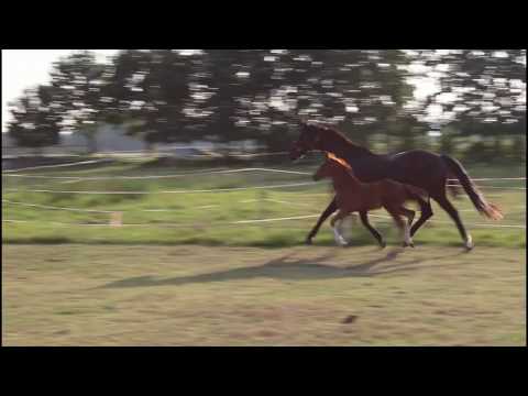 Hengstfohlen von Topas