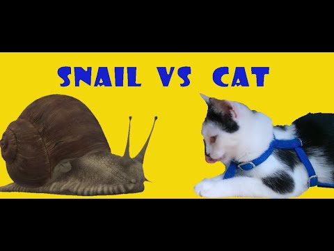 Snail vs cat. Katze vs Schnecke. Улитка и котёнок.