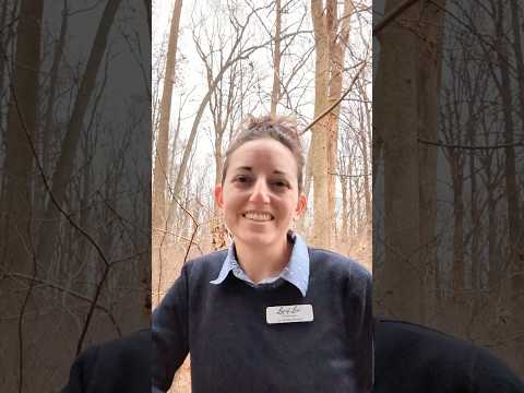 Is Veterinary Hospice Right for Your Pet? | 7 Essential Questions with Dr. Carling from Lap of Love
