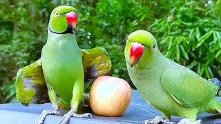Funny Parrot Calling Mithu Mithu