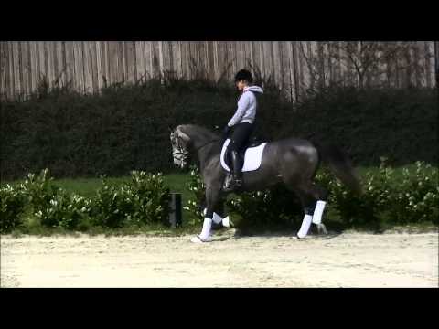 Charlie Chaplin, gelding , born 2012 by Catoo - Cassini I; Hof Thelker