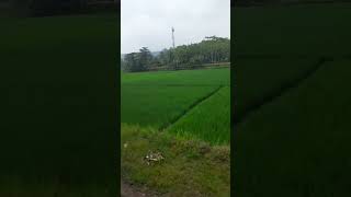 Download lagu Pemandangan Indah Dan Sejuk Di Desa Serba Hijau #nature #sawah #pepohonan #indah #sejuk mp3