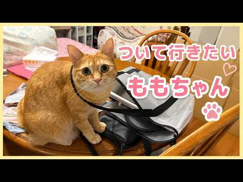 猫のいる暮らし」のYahoo!リアルタイム検索 - X（旧Twitter）を