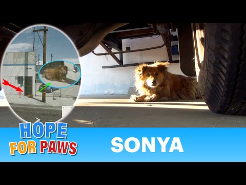 Sonya, the Google Maps Stray Dog Rescue!