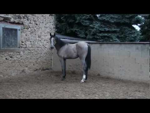 Ogano Sitte - Sohn Otis