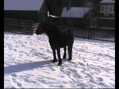 armasar negru chiril