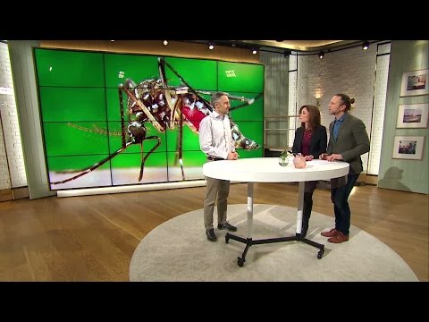 Zika klassas som internationellt hot: "Vi tar det på största allvar" - Nyhetsmorgon (TV4)