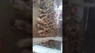 হাঁসের খামার পরিদর্শন..