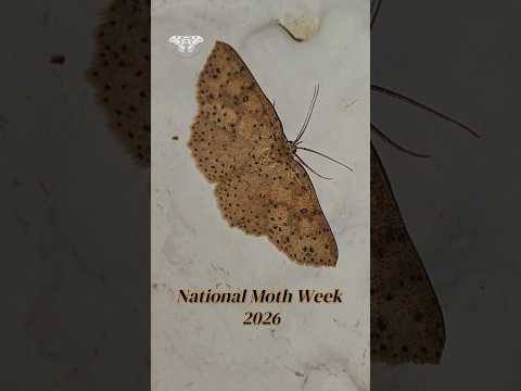 Semana Nacional de las Polillas 2026 Tibirita #mothweek #mothweek2026 #nationalmothweek2026
