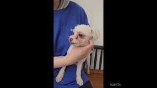Video preview image #1 Maltese Puppy For Sale in Seattle, WA, USA