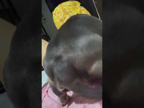 Scratch Mom's too! 😆 #dogs #pets #doglover #dogowner #tiktok #ttiktokvideo