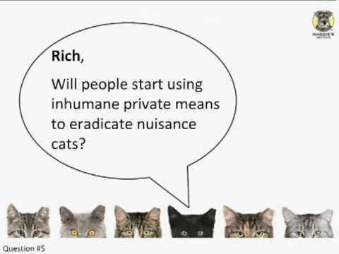 Cruelty Concerns over Free Roaming Cats - webcast