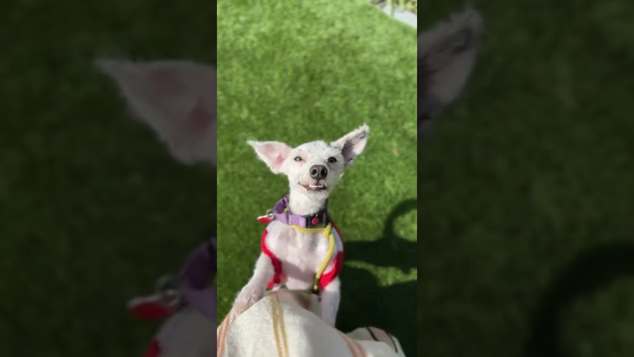 GlueStick , an adopted mixed breed in Los Angeles, CA video 6/6