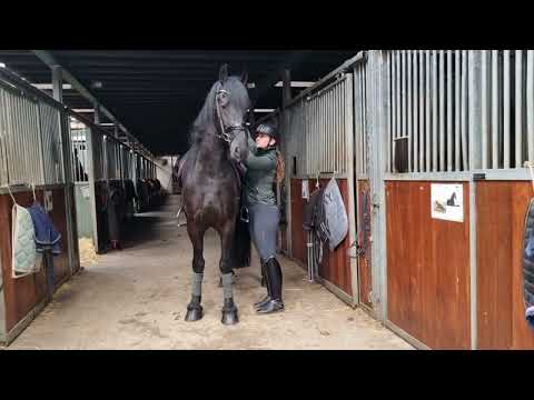 Stal Okkema's Joep - Jurre x Doaitsen - Gelding - 2019 - 1.65m