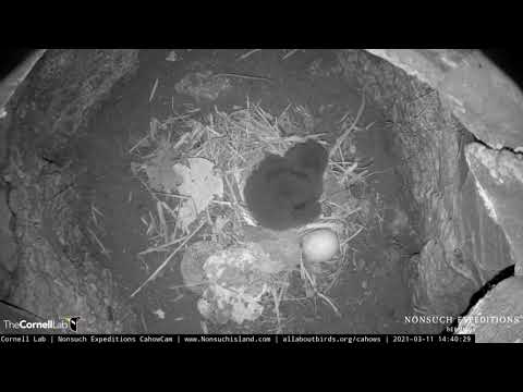 Two-day-old Bermuda Cahow Chick Makes Arrangements To Nest Scrape – March 11, 2021