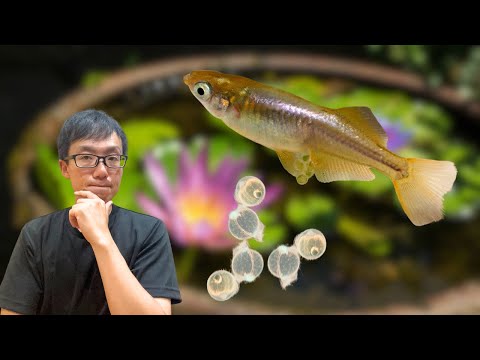 How to Care for Medaka (ricefish) Eggs | Tips to Hatch Healthy Fry