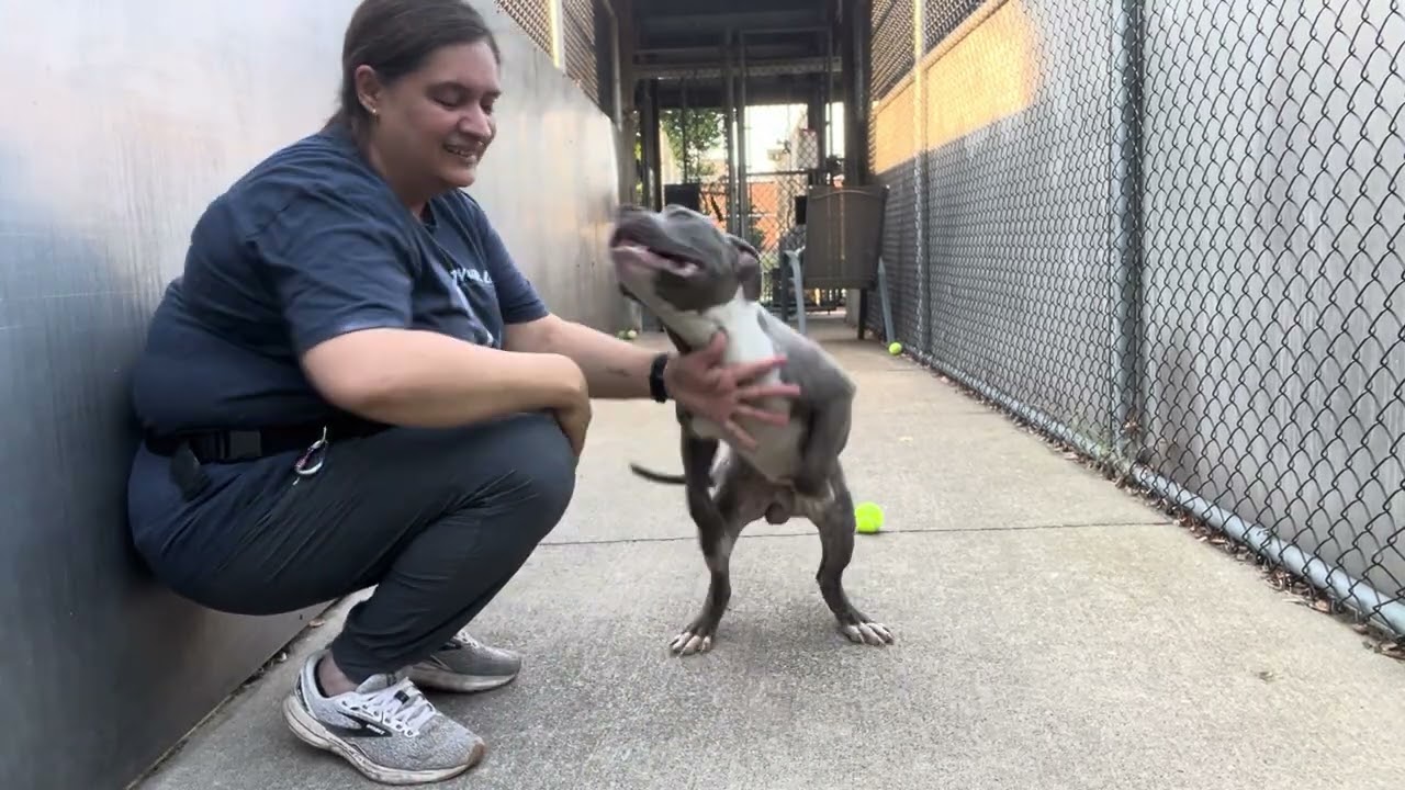 Enlarge Melvin, a Adoptable Pit Bull Terrier in Chicago, IL video 5/5
