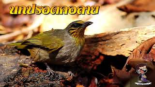 Download lagu Merbah lekir mp3