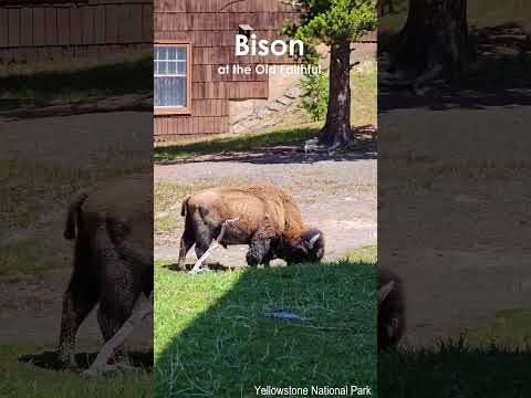 The Great Bison Photo Hunt 🚐 on the way back to the parking lot at Old Faithful📍Yellowstone, WY