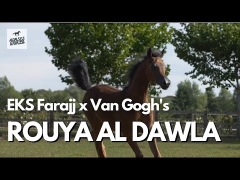 Arabian Horse ROUYA AL DAWLA - EKS Farajj x Van Gogh's