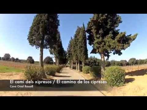 Cava Oriol Rossell - Benvinguts / Bienvenidos  / Wellcome