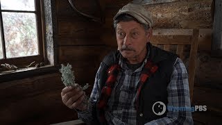 Herbal Relief of Lyme Disease