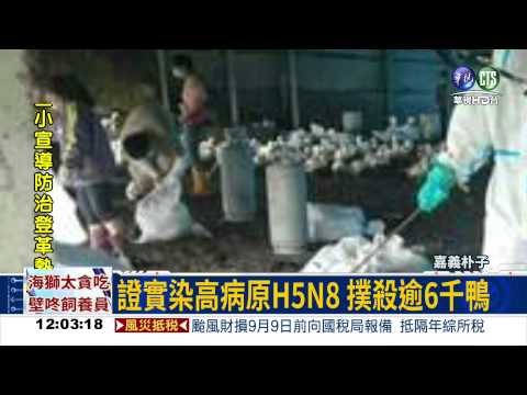 嘉義再爆H5N8 撲殺6千肉鴨